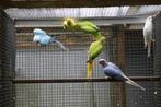 Halsbandparkieten, Meerdere dieren, Parkiet, Geringd
