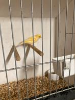 Jonge Zangkanarie, Dieren en Toebehoren, Vogels | Kanaries, Mannelijk, Zangkanarie