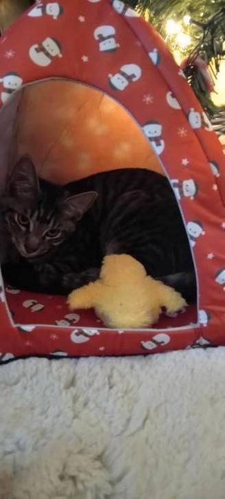 Mix maine coon  kitten 1 katertje  /  mannetje silver tabby  beschikbaar voor biedingen