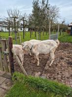 Witte bok van februari 2024, Dieren en Toebehoren, Schapen, Geiten en Varkens, Mannelijk, Geit