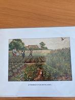 Prent Junimorgen in de bouwlanden ( Jetses) diverse platen, Verzamelen, Natuur, Nieuw, Ophalen of Verzenden, Voor 1940