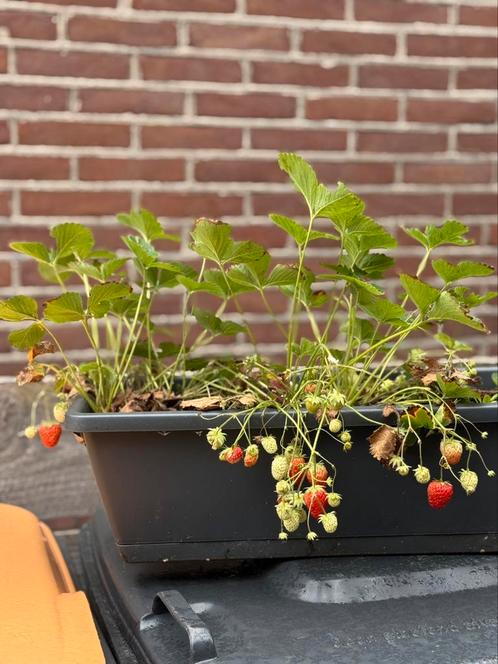 Aardbei planten, Tuin en Terras, Planten | Tuinplanten, Volle zon, Zomer, Ophalen