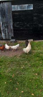 Te koop, Dieren en Toebehoren, Pluimvee, Meerdere dieren, Kip