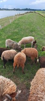 Quessant schapen, kleinste schapenras, grasmaaiers, Ooien, Dieren en Toebehoren, Schapen, Geiten en Varkens, Vrouwelijk, Schaap