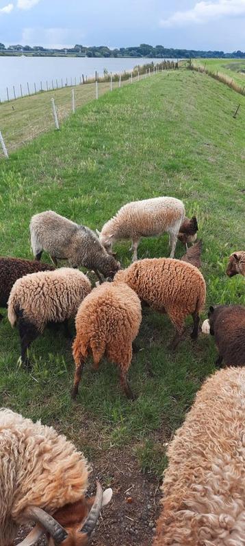 Quessant schapen, kleinste schapenras, grasmaaiers, Ooien beschikbaar voor biedingen