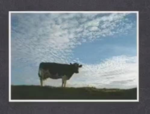 Friese Koe Zwart Wit Schapenwolken Landschap 1986., Verzamelen, Ansichtkaarten | Dieren, Ongelopen, 1980 tot heden, Overige soorten