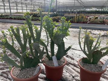 Senecio Anteuphorbium Cristaat 18cm pot. beschikbaar voor biedingen