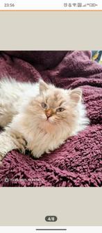 Ragdoll kater van 7 maanden fluffy), Kater, Ontwormd, 0 tot 2 jaar