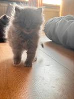 schoonheid&intelligentie-Russisch&Engels–de perfect katten