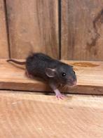 Tamme Dwergratten vrouw, Rat, Mei, Meerdere dieren, Tam