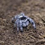 Springspinnen apalachicola | soroa, Dieren en Toebehoren, Insecten en Spinnen, Spin of Schorpioen