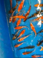 Mooie japsnse koi en vlinderkoi, Dieren en Toebehoren, Vissen | Vijvervissen, Karper of Koi