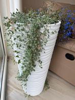 Dychondra silverfall zaad, Ophalen of Verzenden, Volle zon