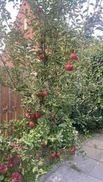 Appelboom, Tuin en Terras, Planten | Bomen, Volle zon, Lente, 100 tot 250 cm, Overige soorten