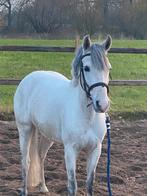 Stoere c Pony, Dieren en Toebehoren, Pony's, Ruin, B, Gechipt