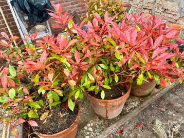 4x Photinia Fraseri ‘red robin’ - glansmispel struik/haag