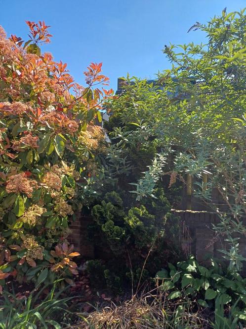 GRATIS verschillende bomen en struiken, Tuin en Terras, Planten | Bomen, Overige soorten, Volle zon, Zomer, Ophalen