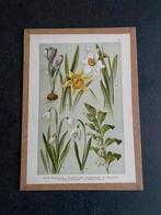20 prenten bloemen/planten 20x29 cm p.st. 6 euro uitzoeken, Antiek en Kunst, Ophalen of Verzenden, Natuur en Biologie