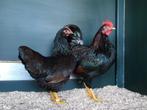 Barnevelder kriel | Goede leggers | Passend advies, Dieren en Toebehoren, Pluimvee, Meerdere dieren, Kip