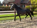 Bijzonder fraaie jaarling hengst, Dieren en Toebehoren, Paarden, Hengst, Minder dan 160 cm, Dressuurpaard, 0 tot 2 jaar