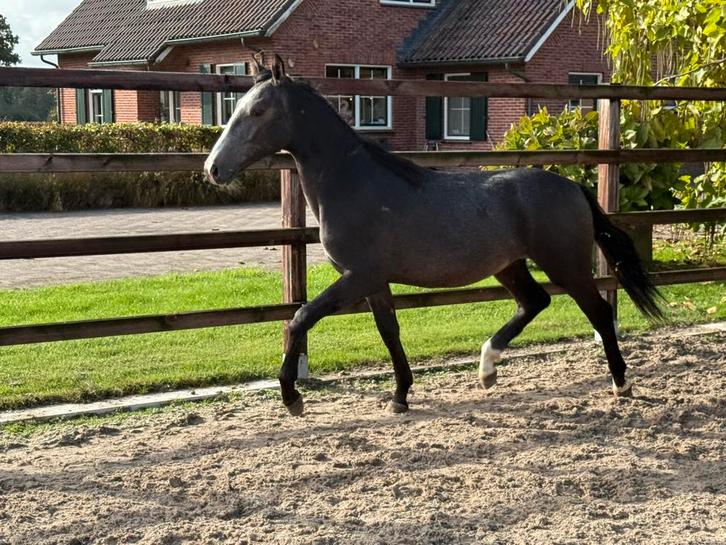 Bijzonder fraaie jaarling hengst, Dieren en Toebehoren, Paarden, Hengst, Minder dan 160 cm, 0 tot 2 jaar, Dressuurpaard