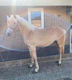 Mooie Haflingerpony met stamboek, Hengst, Onbeleerd, Gechipt, 0 tot 2 jaar