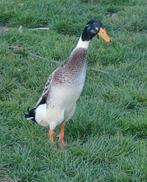 Loopeenden, Dieren en Toebehoren, Pluimvee, Mannelijk, Eend
