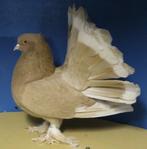 Indiase pauwstaarten, Dieren en Toebehoren, Vogels | Duiven, Meerdere dieren, Overige soorten