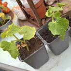 Komkommer plantjes. 🥒🥒... 2   voor, Tuin en Terras, Planten | Tuinplanten, Ophalen, Zomer, Groenteplanten, Volle zon