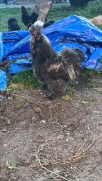 Usa zijdehoen haan, Dieren en Toebehoren, Mannelijk, Kip