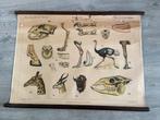 2 oude schoolplaten, Antiek en Kunst, Antiek | Schoolplaten, Ophalen
