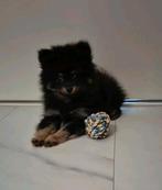 Prachtige pomchi / pomeriaan pup, Dieren en Toebehoren, Rabiës (hondsdolheid), Reu, 8 tot 15 weken, Eén hond