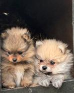 Bearface pommeranian pups te koop, Dieren en Toebehoren, Honden | Chihuahua's en Gezelschapshonden, Rabiës (hondsdolheid), Overige rassen
