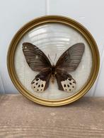 Vintage vlinder taxidermie, Ophalen of Verzenden, Zo goed als nieuw, Insect, Opgezet dier