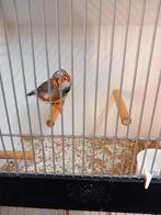 Zebravinken mannen, Dieren en Toebehoren, Vogels | Overige Vogels, Mannelijk