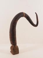 Gekrulde Koteka (Peniskoker) Papua Nieuw Guinea (251212-03), Ophalen of Verzenden