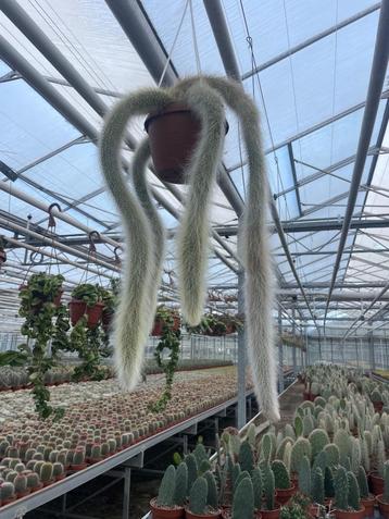 Cactus/suculent Monkey’s Tail Hildewintera Colademononis. beschikbaar voor biedingen