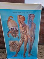 Anatomische grote schoolposter schoolplaat, Antiek en Kunst, Antiek | Schoolplaten, Ophalen of Verzenden, Natuur en Biologie