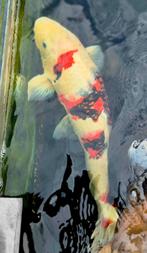 3 Japanse kois te koop aangeboden, geen onzin biedingen aub, Dieren en Toebehoren, Vissen | Vijvervissen, Karper of Koi