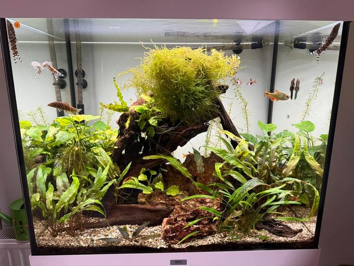 Prachtige stabiele Juwel Lido 200L aquarium, Dieren en Toebehoren, Vissen | Aquaria en Toebehoren, Zo goed als nieuw, Gevuld zoetwateraquarium