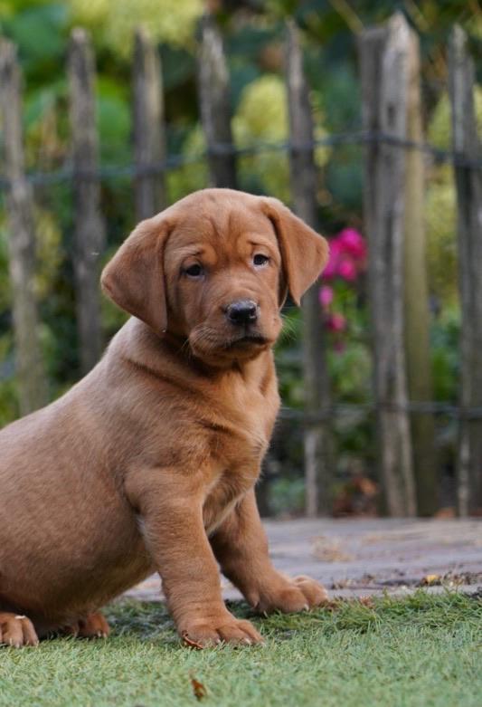 Labrador pups Red Fox, Dieren en Toebehoren, Honden | Retrievers, Spaniëls en Waterhonden, Meerdere dieren, Labrador retriever