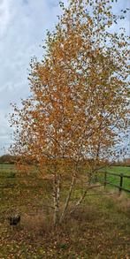 Prachtige Meerstammige Berk - 3-4 meter hoog, Overige soorten, Lente, 250 tot 400 cm, Ophalen