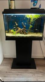 Juwel aqarium met standaard compleet, Dieren en Toebehoren, Vissen | Aquaria en Toebehoren, Ophalen