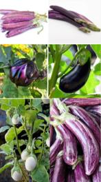 Aubergine zaden, Verzenden, Zaad