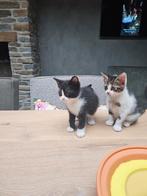 5 allerliefste kittens van 6 weken oud., Dieren en Toebehoren, Katten en Kittens | Overige Katten, Meerdere dieren