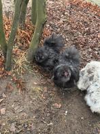 Twee zijdehoender haantjes, Dieren en Toebehoren, Pluimvee, Mannelijk, Kip