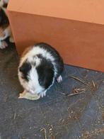 2 cavia beertjes te koop!, Dieren en Toebehoren, Knaagdieren, September, Mannelijk, Cavia