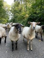 Schapen Scheren, Ophalen