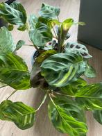 Maranta kerchoveana variegata, Huis en Inrichting, Kamerplanten, Ophalen of Verzenden