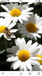 Leucathemum vulgare oftewel grote margriet, Tuin en Terras, Planten | Tuinplanten, Zomer, Vaste plant, Ophalen of Verzenden, Overige soorten